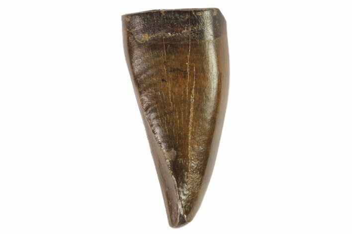 Juvenile Tyrannosaur Premax Tooth (Aublysodon) - Montana #76451